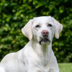 Labrador retriever - Fotografia 10