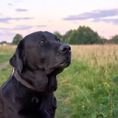 Labrador retriever - Fotografia 11