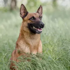 Pastor Belga Malinois - Foto 9