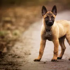 Pastor Belga Malinois - Foto 10