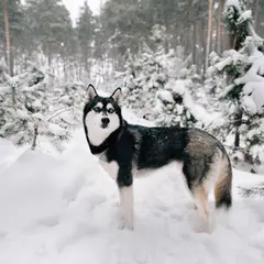 Husky Siberiano - Foto 6