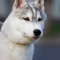Husky Siberiano - Foto 7