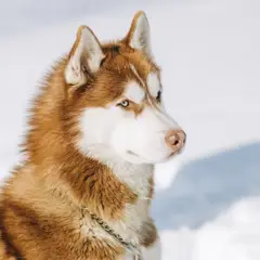 Husky Siberiano - Foto 8