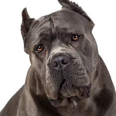 Cane corso - Photo 6