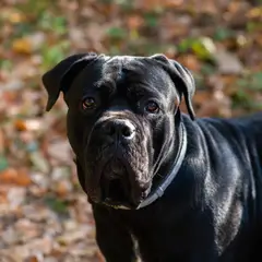 Cane corso - Photo 7