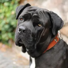 Cane corso - Photo 8