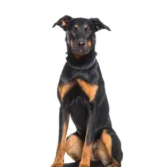 Beauceron - Photo 8