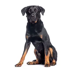 Beauceron - Photo 9