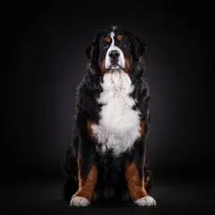 Berner Sennenhund - Foto 8