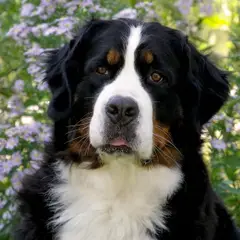 Berner Sennenhund - Foto 10