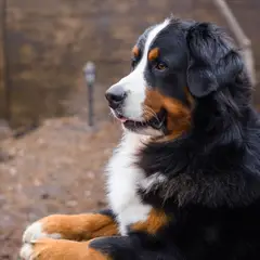 Berner Sennenhund - Foto 11