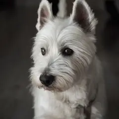 West Highland white terrier - Foto 9