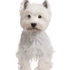 West Highland white terrier - Foto 10