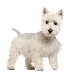 West Highland white terrier - Foto 11