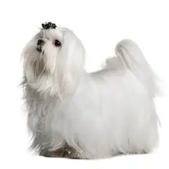 Maltezer - Foto 9