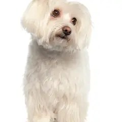 Maltezer - Foto 11