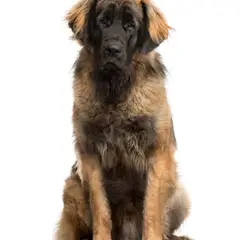 Leonberger - Photo 8