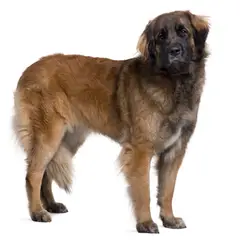Leonberger - Photo 9