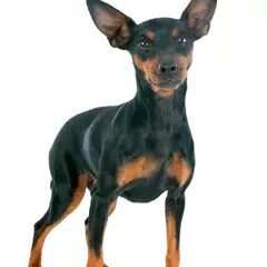 Pinscher miniatura - Foto 8