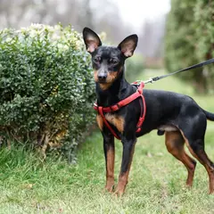Pinscher miniatura - Foto 9