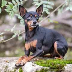 Pinscher miniatura - Foto 10