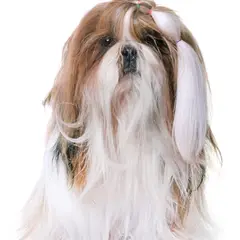 Lhassa apso - Photo 8