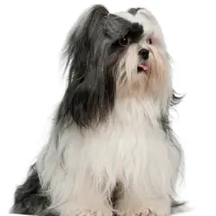 Lhassa apso - Photo 9