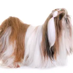 Lhassa apso - Photo 10