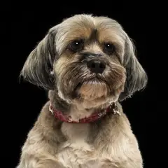 Lhassa apso - Photo 11