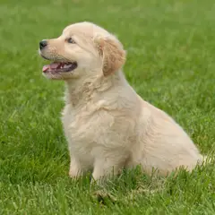 Golden Retriever - Fotografia 10
