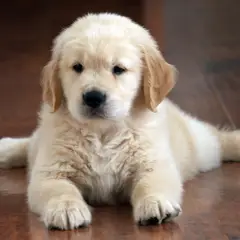 Golden Retriever - Fotografia 11