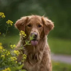 Golden Retriever - Fotografia 12