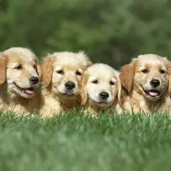 Golden Retriever - Fotografia 13