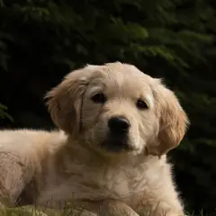 Golden Retriever - Fotografia 15