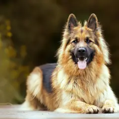 Deutscher Schäferhund - Foto 9