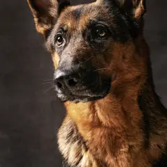 Deutscher Schäferhund - Foto 10