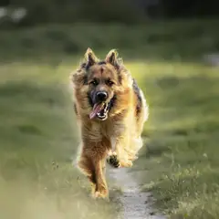 Deutscher Schäferhund - Foto 11