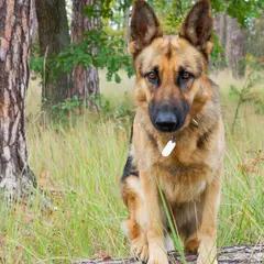 Deutscher Schäferhund - Foto 12
