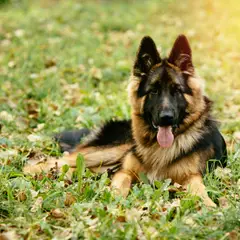 Deutscher Schäferhund - Foto 13