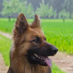 Deutscher Schäferhund - Foto 14