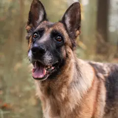 Deutscher Schäferhund - Foto 15