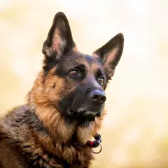 Deutscher Schäferhund - Foto 16