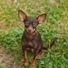 Toy ruso - Foto 3