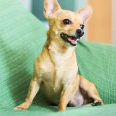 Toy ruso - Foto 4