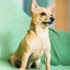Toy ruso - Foto 5
