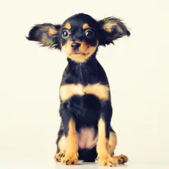 Toy ruso - Foto 6