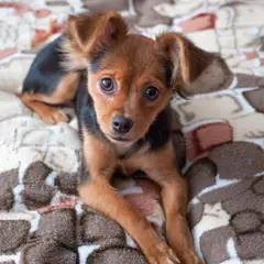 Toy ruso - Foto 7
