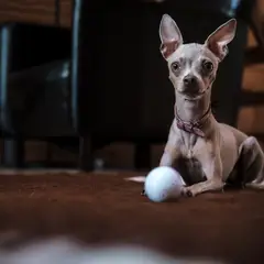 Toy ruso - Foto 9
