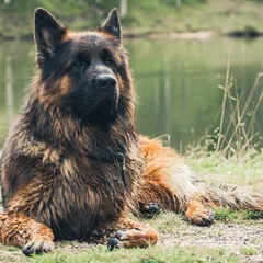 Altdeutscher Schäferhund