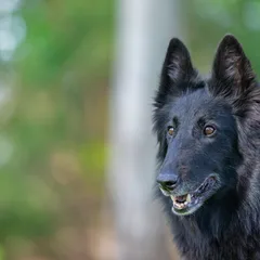 Berger Belge Groenendael